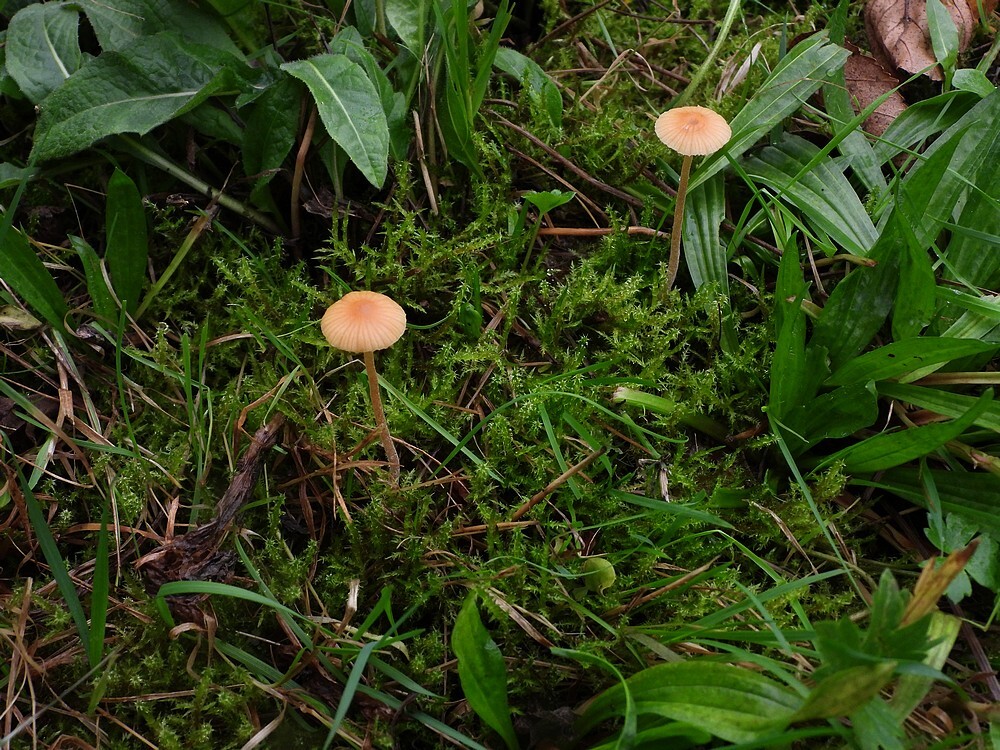 grootmosklokjebotanischetuinenutrecht31102024