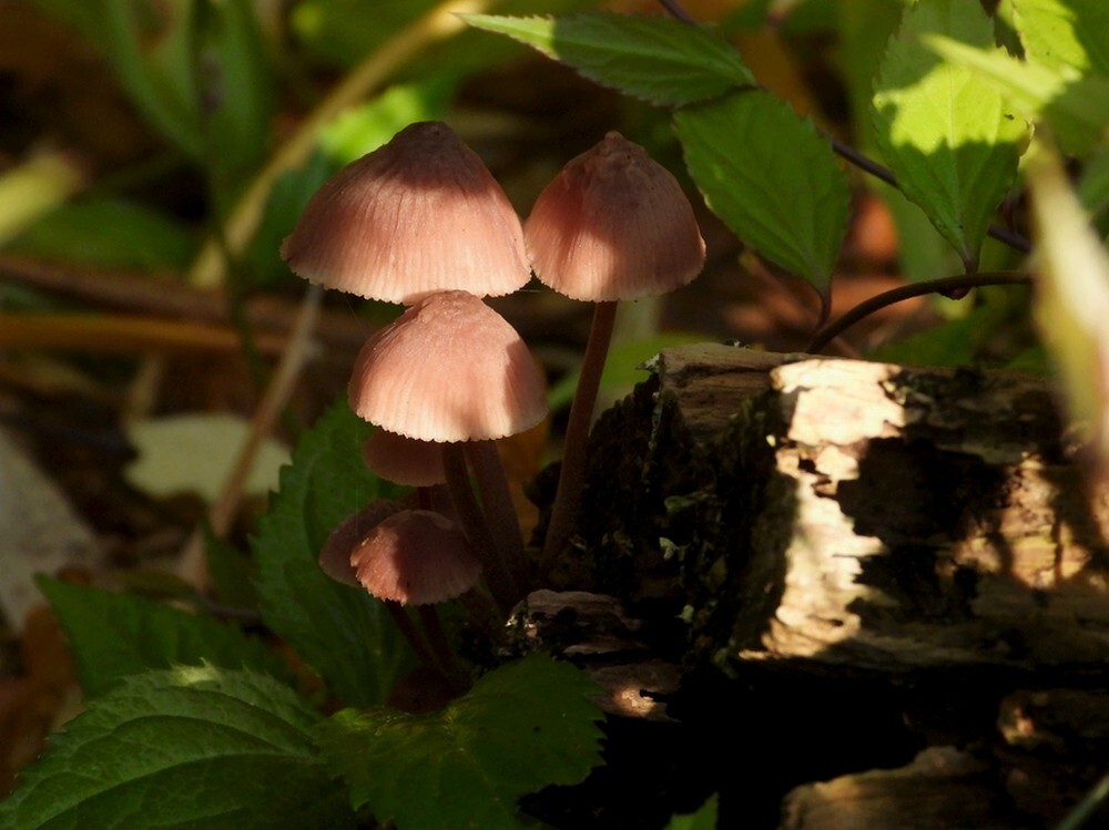 grotebloedsteelmycenabotanischetuinenutrecht25102024