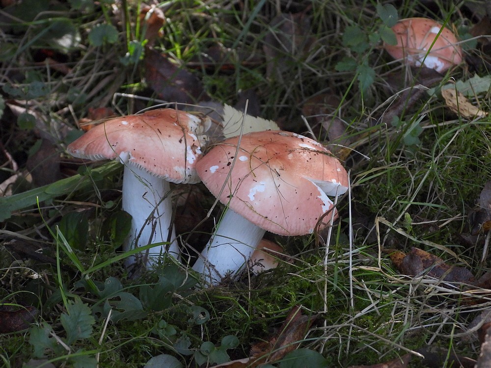 kleibosrussulabotanischetuinenutrecht16102024