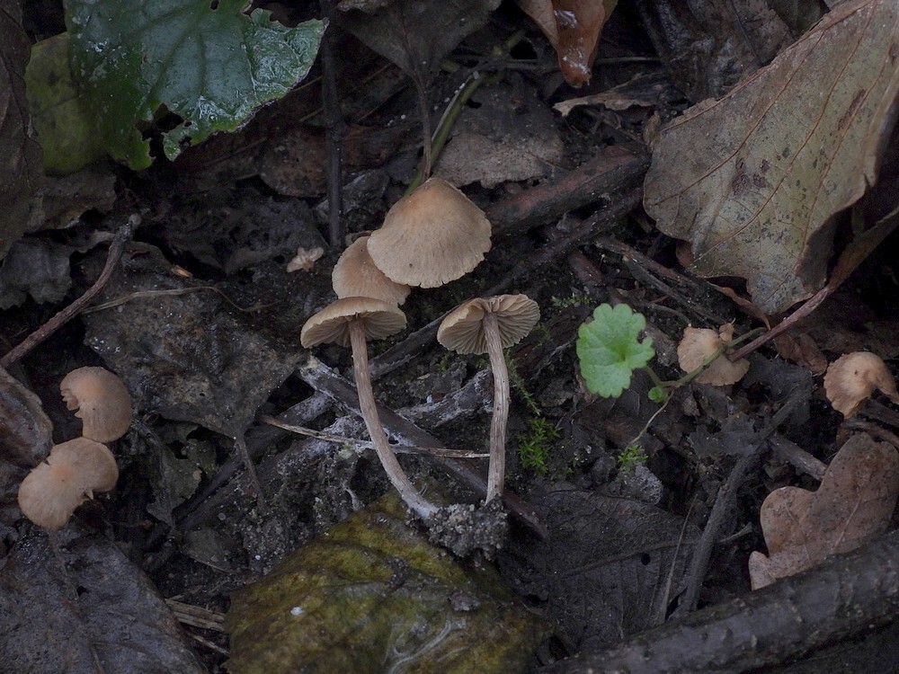 meidoorndonsvoetjebotanischetuinenutrecht17102024