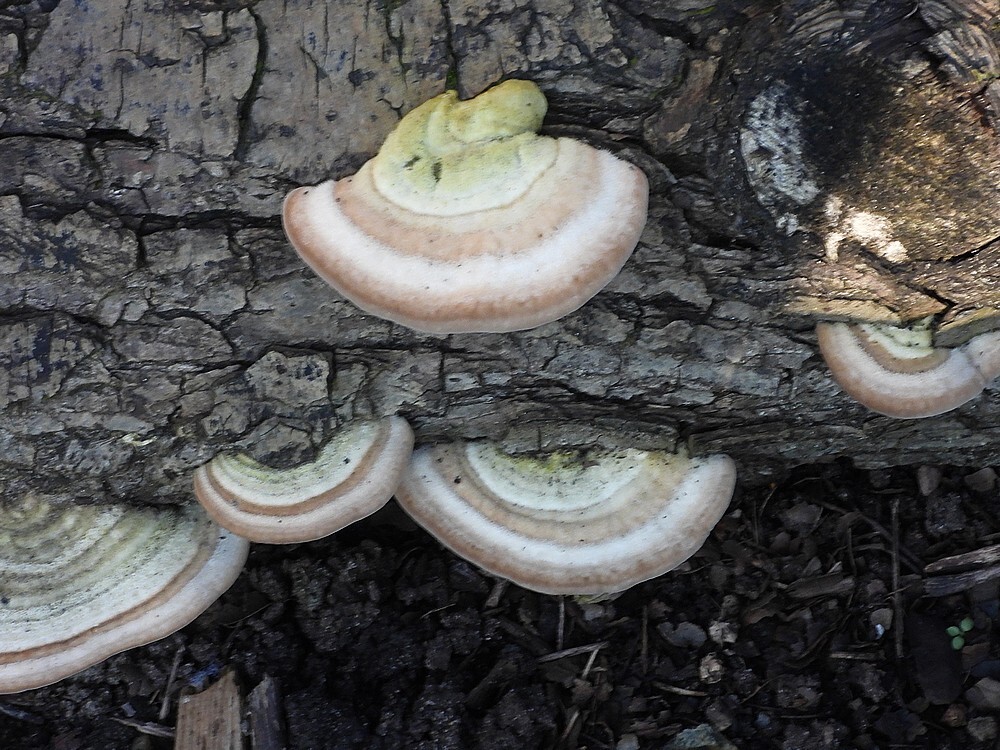 ruigelfenbankjebotanischetuinenutrecht25102024 1