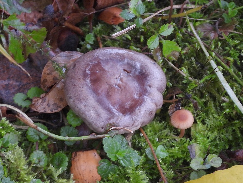 vuurmelkzwambotanischetuinenutrecht18102024