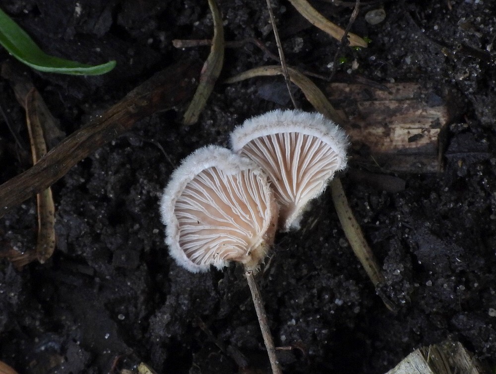 waaiertjebotanischetuinenutrecht23102024 3