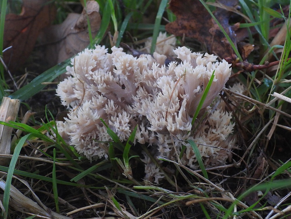 wittekoraalzwambotanischetuinenutrecht26102024