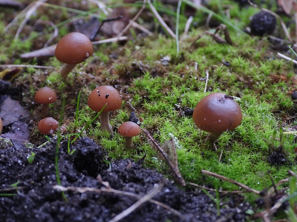 zandkaalkopjebotanischetuinenutrecht31102024