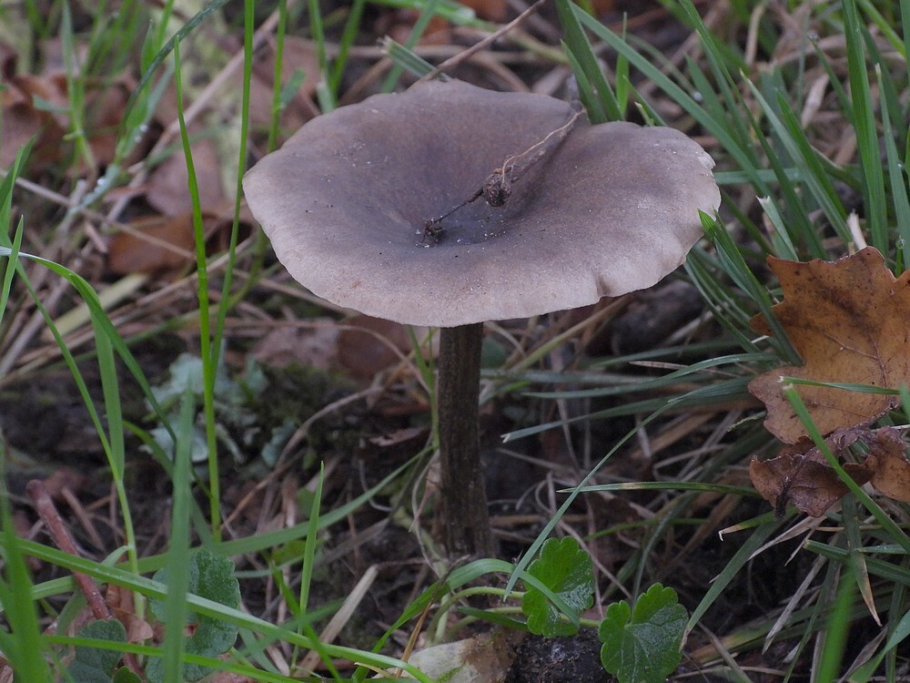 zwartwitteveldridderzwambotanischetuinenutrecht18102024