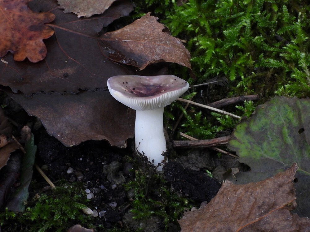 brozerussulabotanischetuinenutrecht14102024