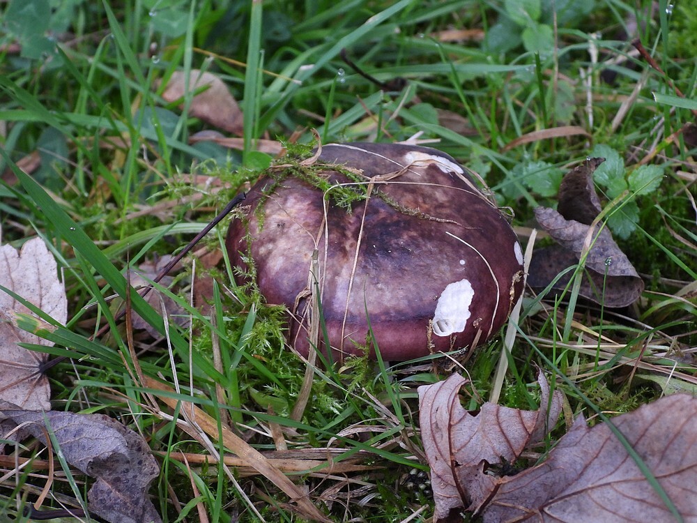 gewolkterussulabotanischetuinenutrecht14102024