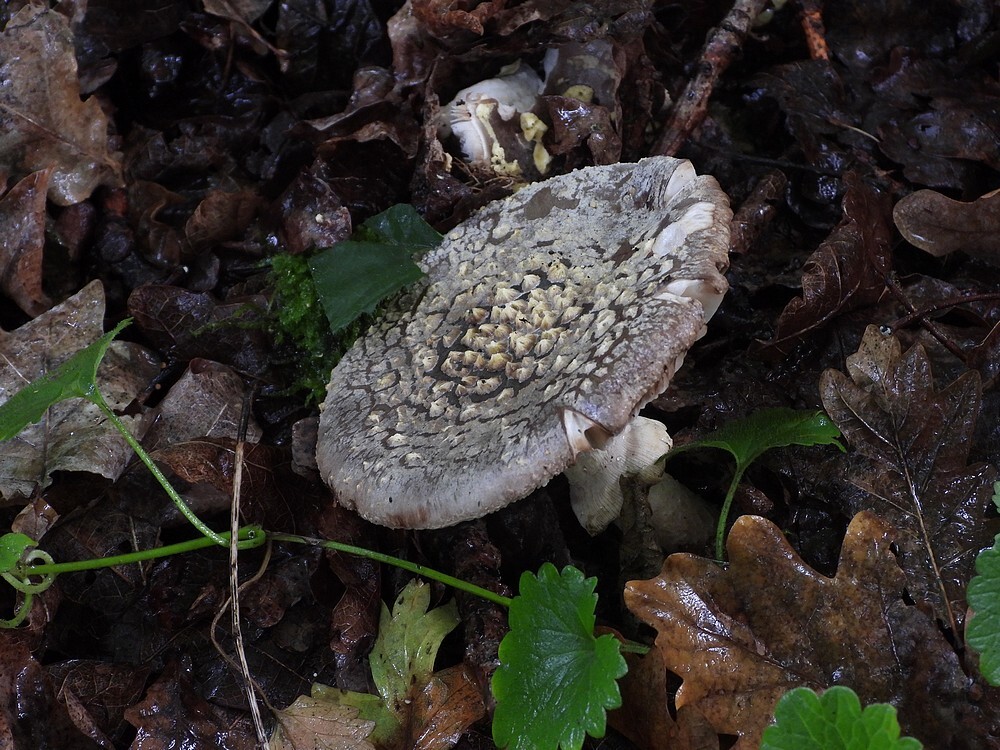 grauweamanietbotanischetuinenutrech13102024