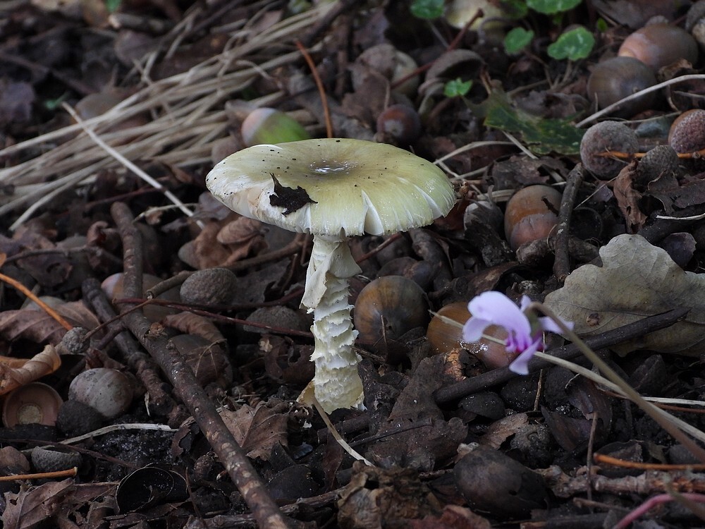 groeneknolamanietbotanischetuinenutrecht10102024