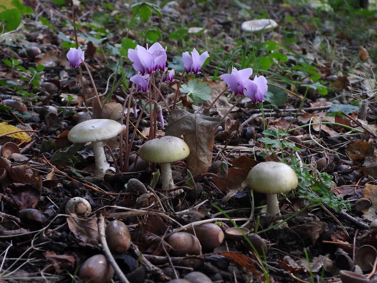 groeneknolamanietencyclamenstinzenhellingbotanischetuinenuterecht13102024