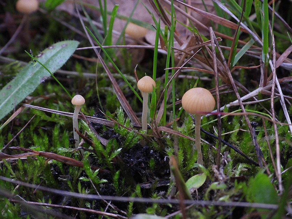 grootmosklokjebotanischetuinenutrecht14102024