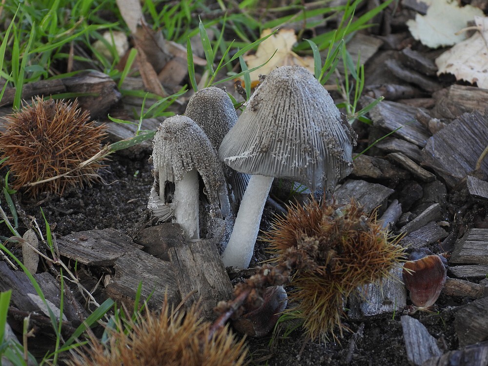 hazenpootjebotanischetuinenutrecht15102024
