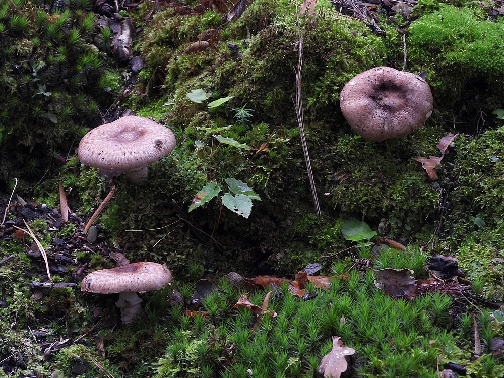 schubbigeboschampignonbotanischetuinenutrecht10102024