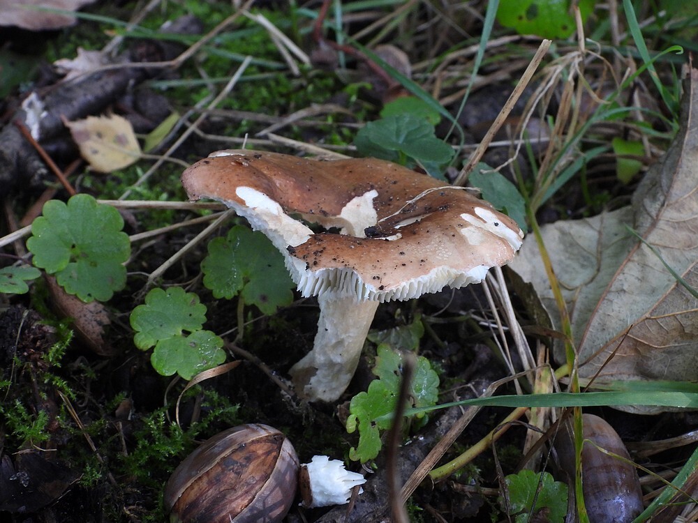 vissigerussulabotanischetuinenutrecht15102024