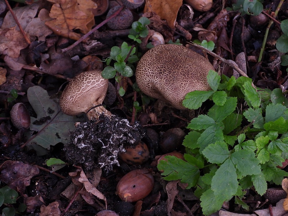 wortelendeaardappelbovistbotanischetuinenutrecht12102024