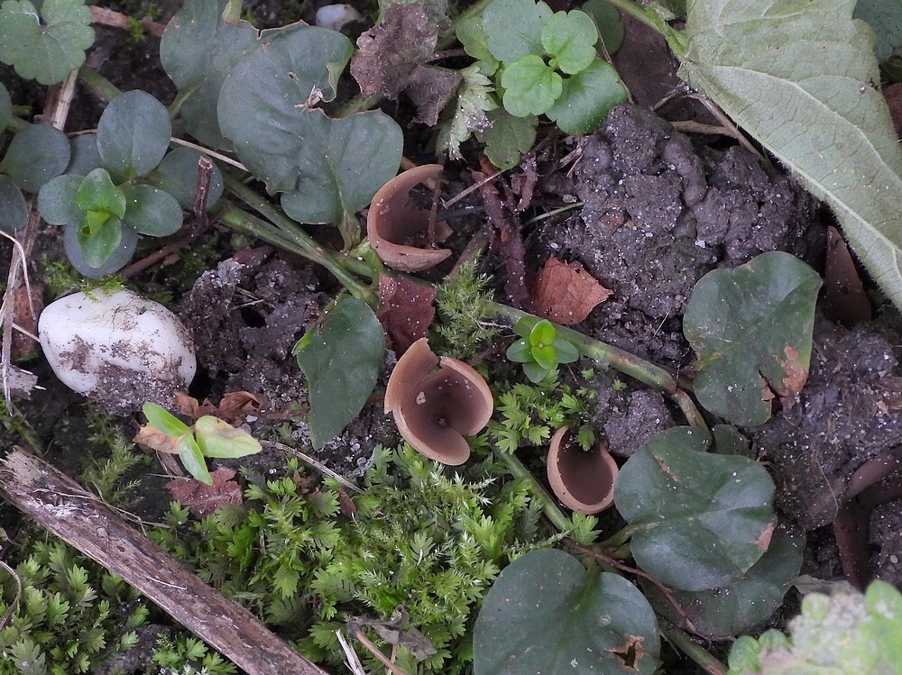 zeemkleurighazenoorbotanischetuinenutrecht09102024 2
