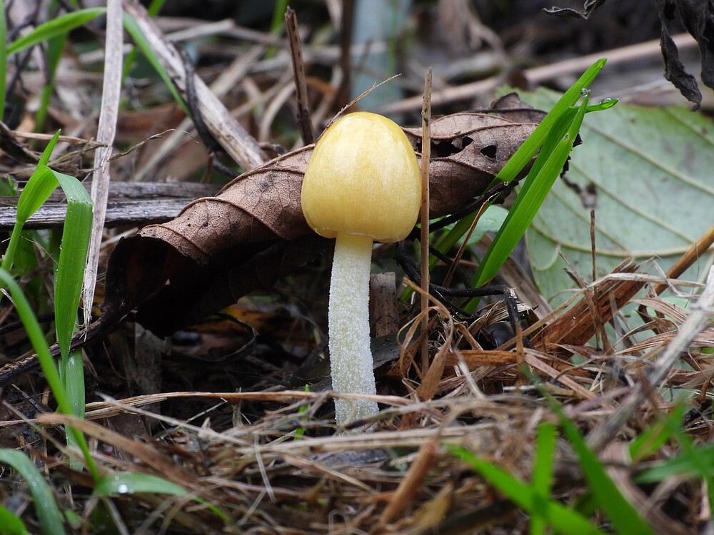 dooiergelemestzwamzouweboezemgebied17102025