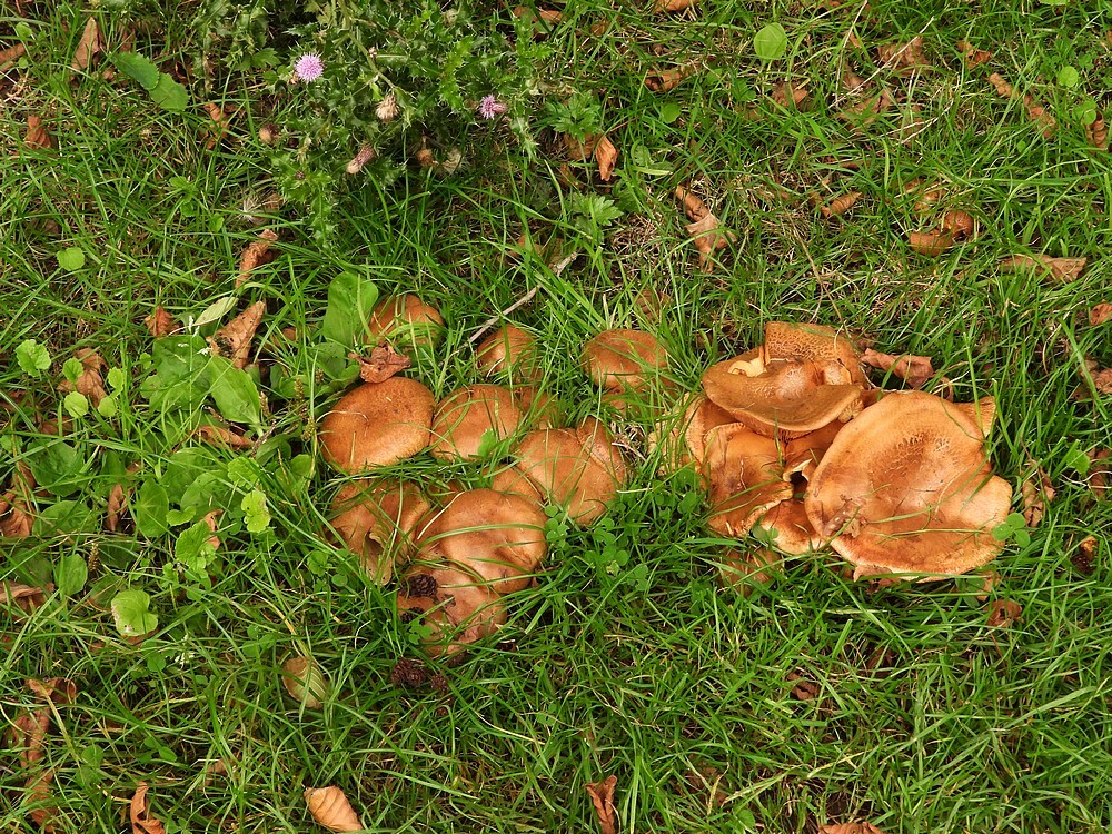 elzenkrulzoomzouweboezem02102025