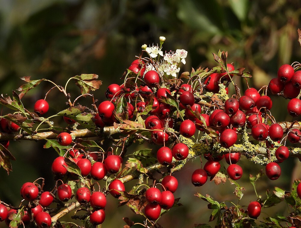 meidoornbessenenbloeizouweboezemgebied16102025