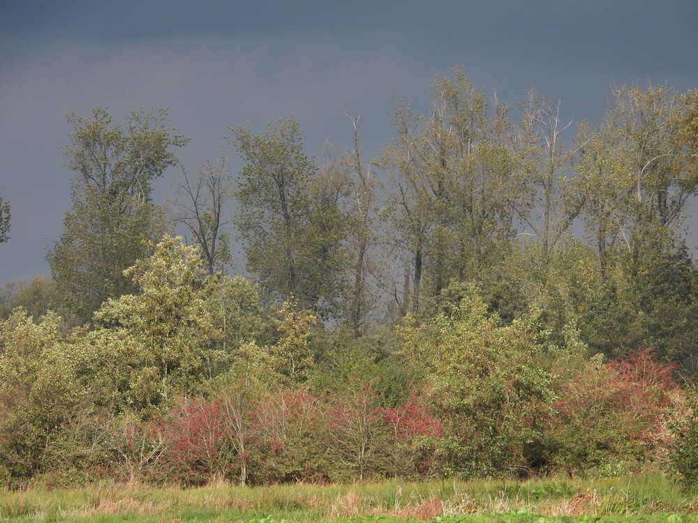 meidoornszouweboezemgebied20102025 1