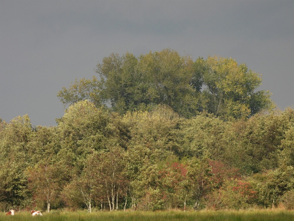 meidoornszouweboezemgebied20102025 2