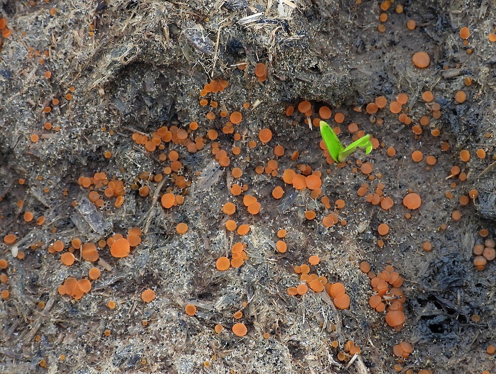 oranjemestzwammetjezouweboezemgebied17102025
