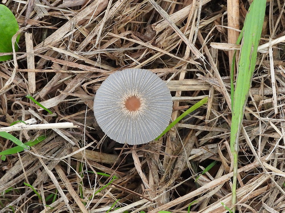 plooirokjezouweboezemgebied17102025