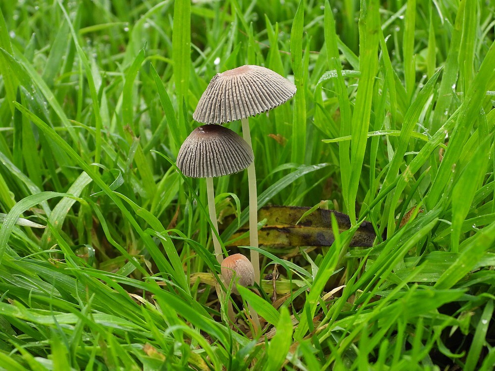 plooirokjezouweboezemgebied18102025