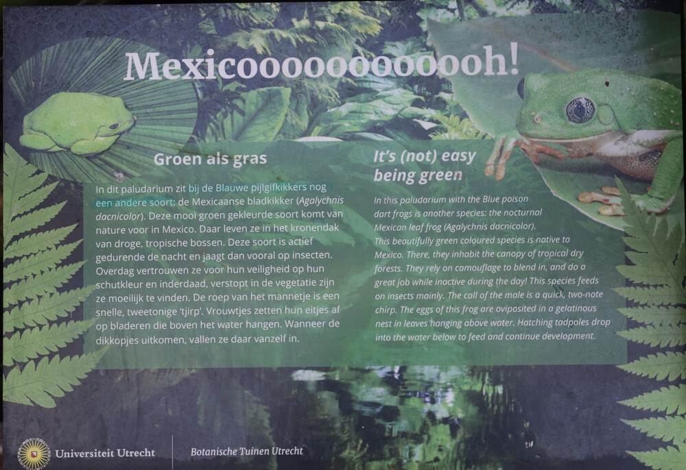 mexicaansebladkikkertropischekassenutrecht28112023 1