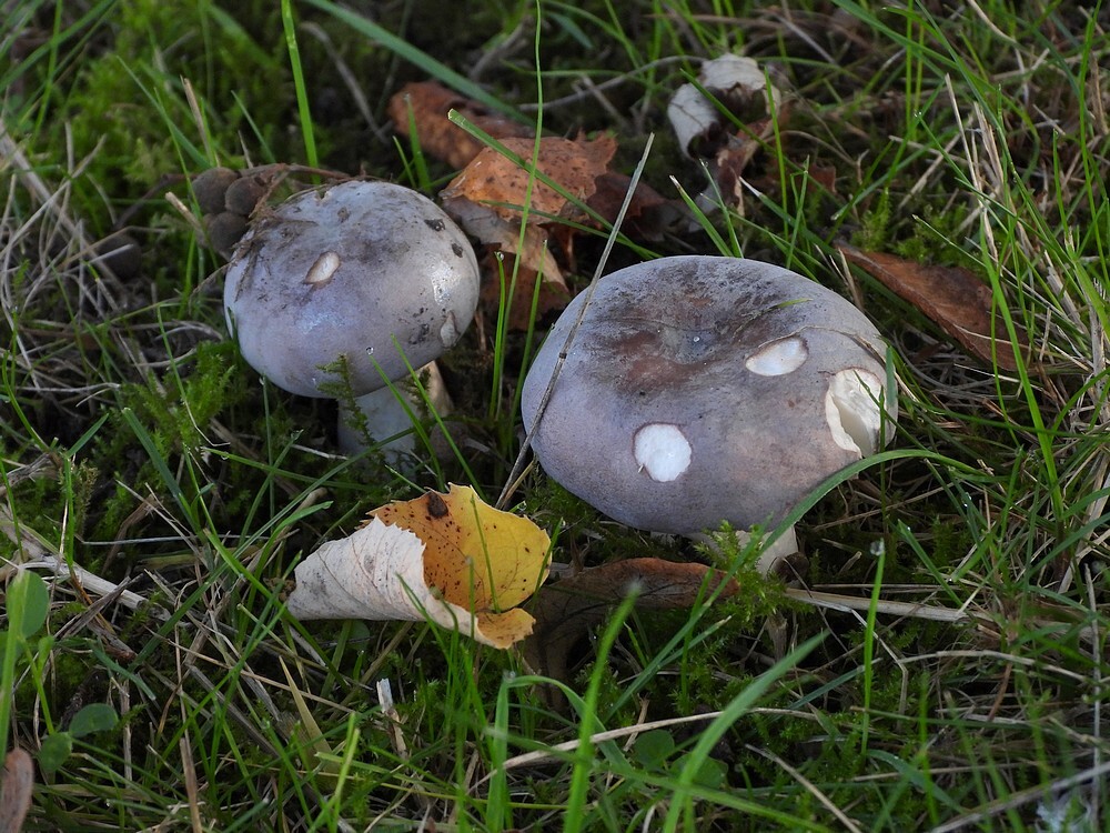 berijpterussulabotanischetuinenutrecht05112024 1