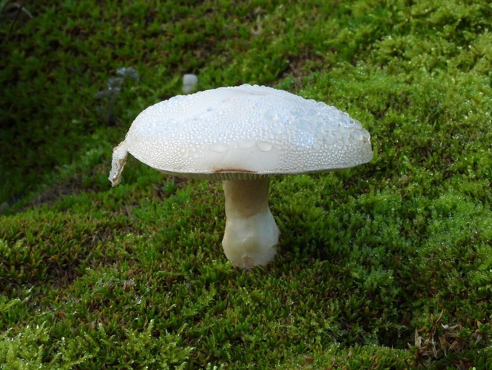 blankechampignonparasolbotanischetuinenutrecht06112024 1