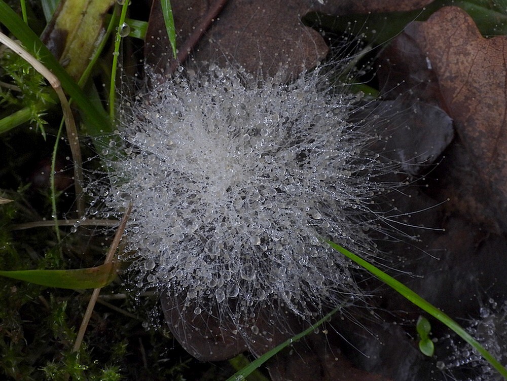 gewonekopjesschimmelbotanischetuinenutrecht07112024