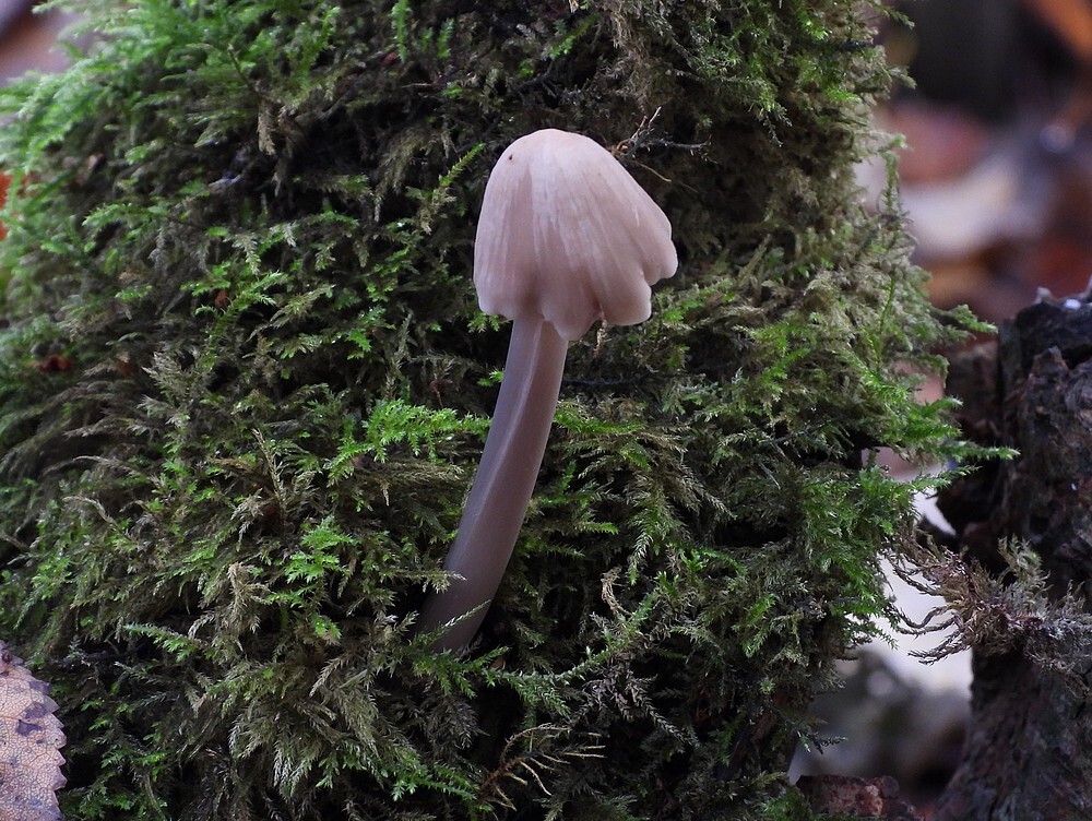 gewoonelfenschermpjebotanischetuinenutrecht02112024