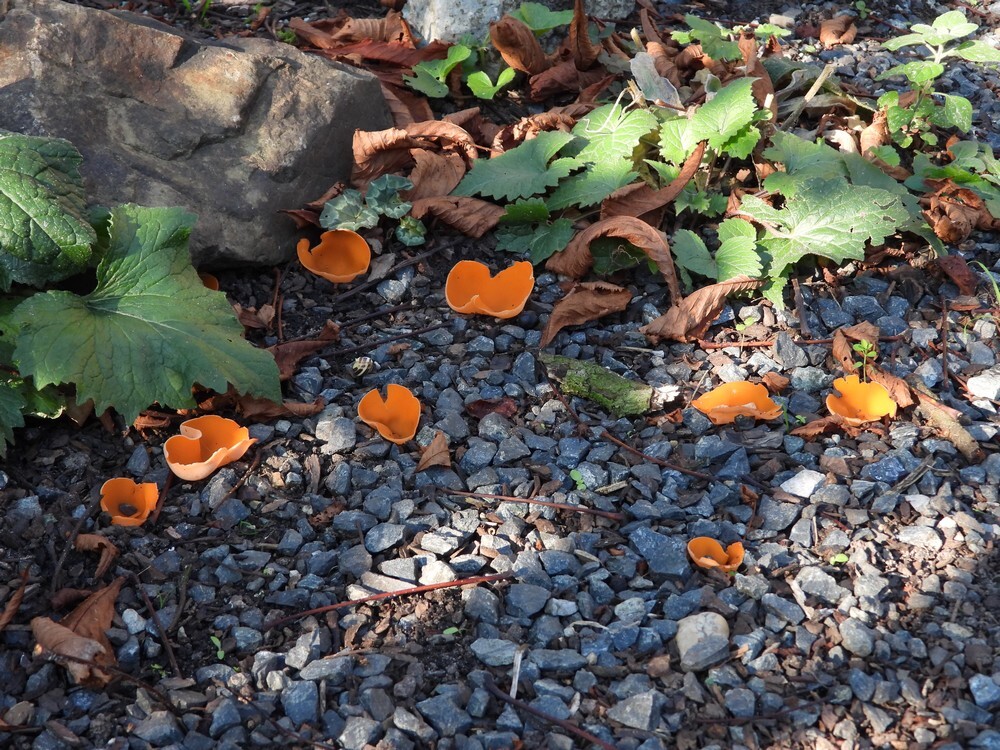 groteoranjebekerzwambotanischetuinenutrecht03112024 3