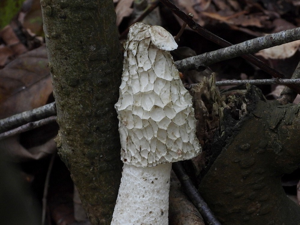 grotestinkzwam1146uurbotanischetuinenutrecht06112024