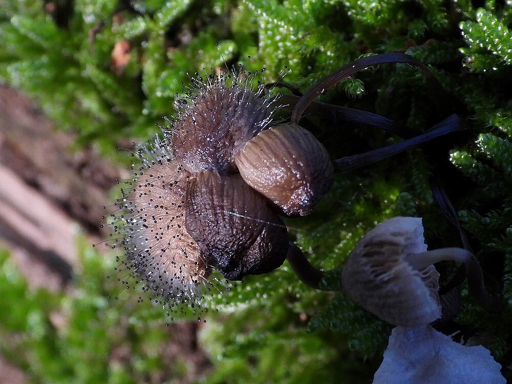 mycenaparasietbotanischetuinenutrecht05112024