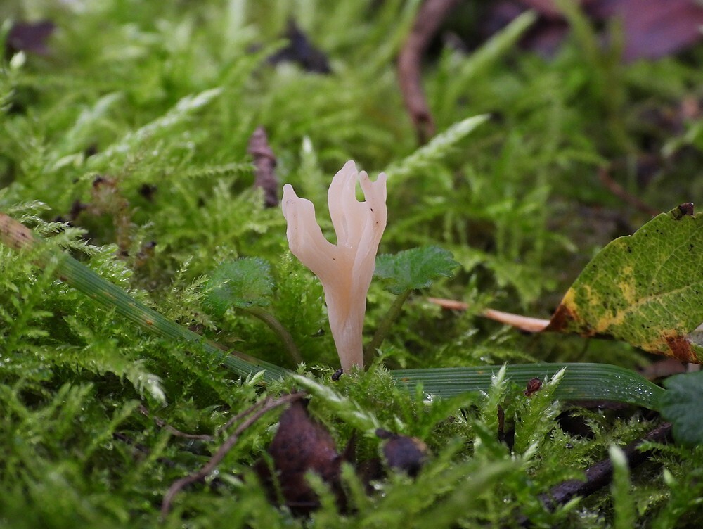 rimpeligekoraalzwambotanischetuinenutrecht01112024