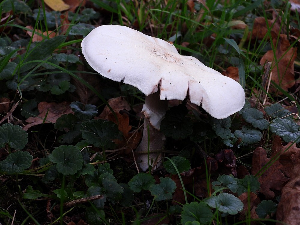 slankeanijschampignonbotanischetuinenutrecht01112024
