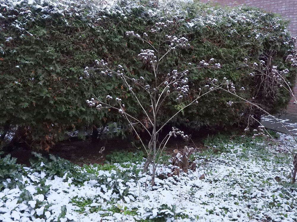 groteklitindesneeuwachtertuinmeerkerk23112025