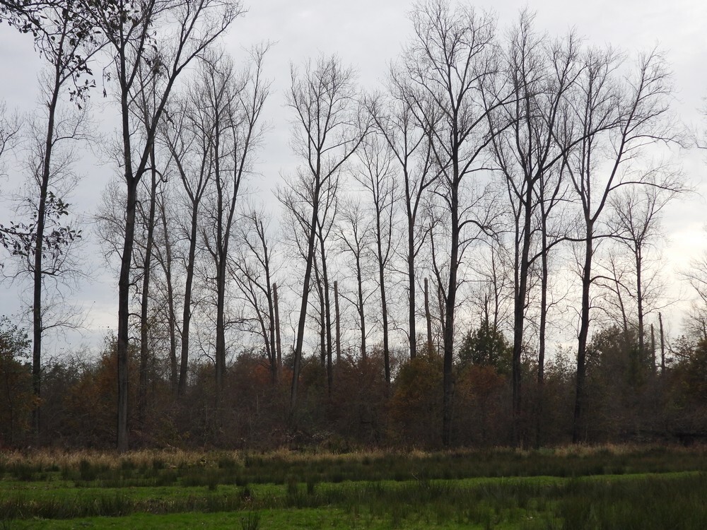 populierenwaaibomenhoutzouweboezemgebied131122025