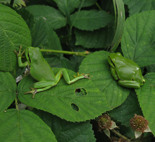 boomkikker natuurlijk brabant 12062011 2