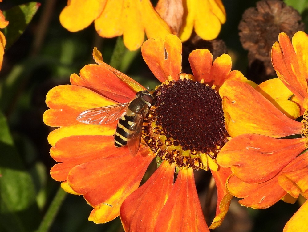 bessenbandzweefvliegvrouwopheleniumbotanischetuinenutrecht18092024