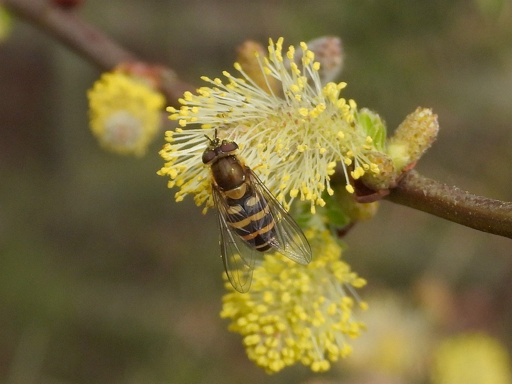 bosbandzweefvliegvrouwopwilgsoest17042023