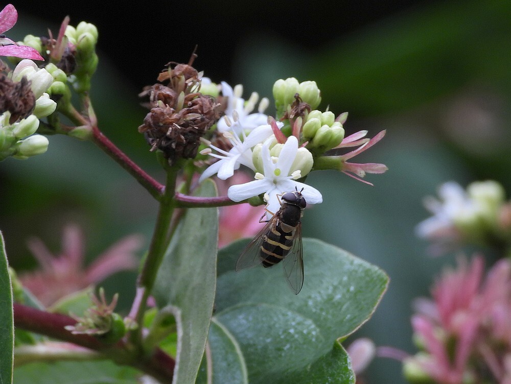 bosbandzweefvliegvrouwopzevenzonenboominsectenweidebotanischetuinenutrecht19092024