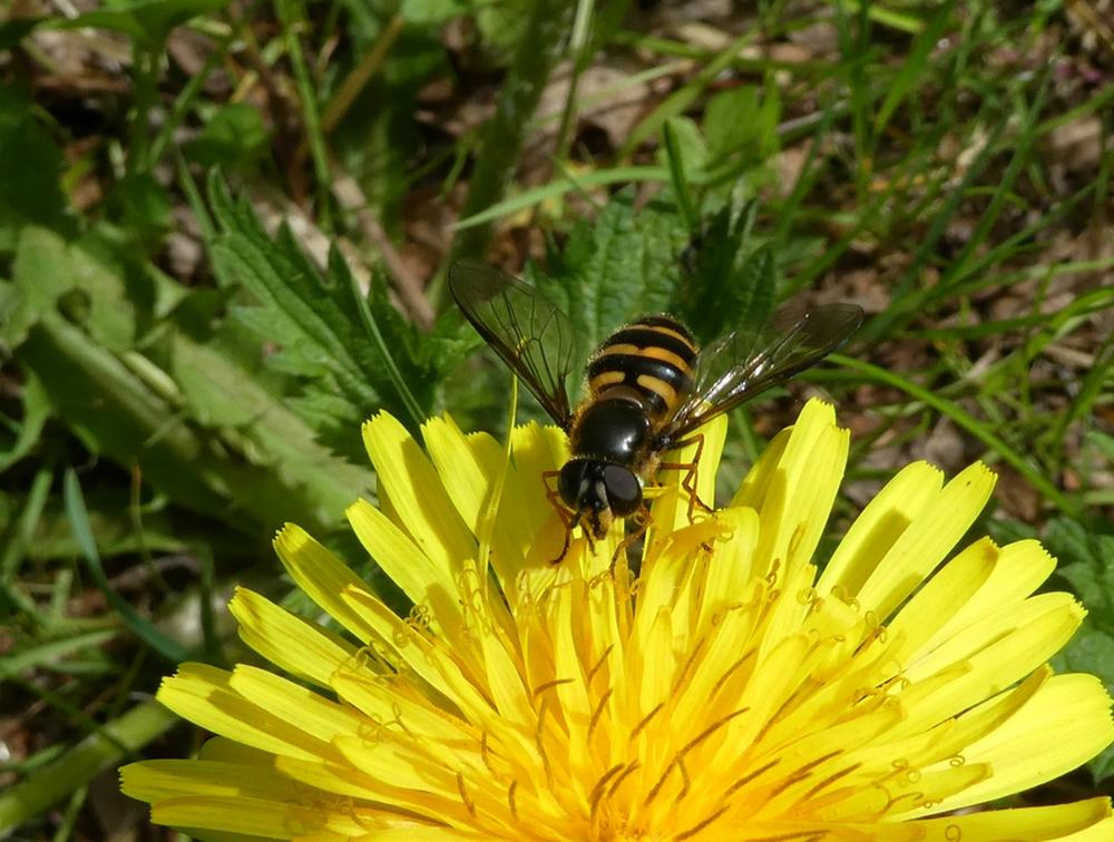 donkergelebandzweefvliegvrouwoppaardenbloem1000perlenbachtal25052019