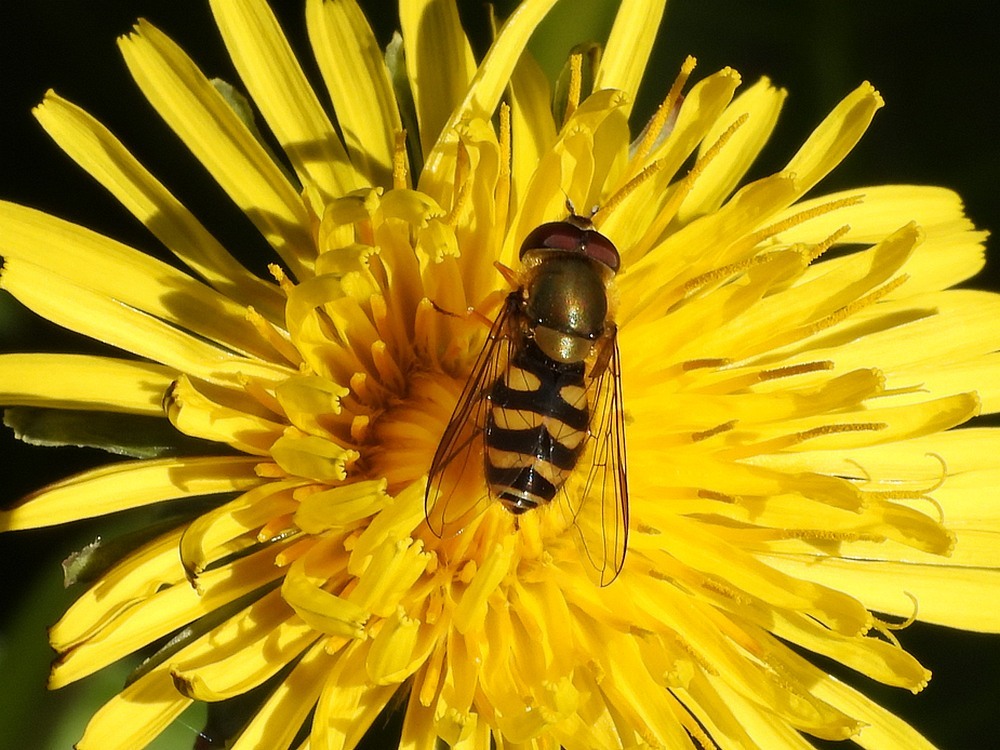 kleinebandzweefvliegmanoppaardenbloem03042023