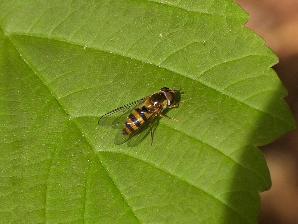 zwartbekbandzweefvliegbuitenfortbotanischetuinenutrecht14042024