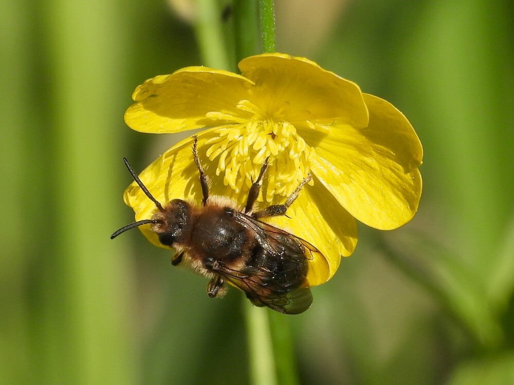 bruinerouwbijopscherpeboterbloembotanischetuinenutrecht07052024