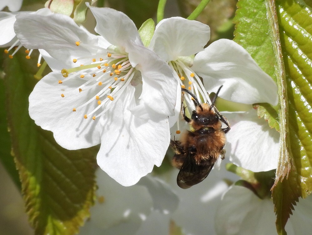 bruinerouwbijopzoetekersbuitenfortbotanischetuinenutrecht19032024 3